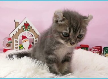 ペットショップcoo&riku No.00739631 アメリカンカール