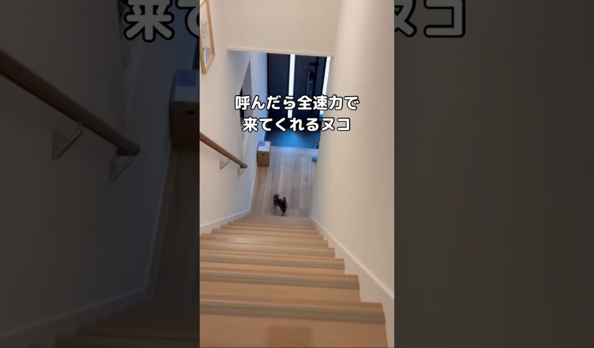 普段はストーカー気味に後をついてくる子猫。見失うとダッシュで寄ってくる🐱 #子猫 #ミックス猫 #shorts