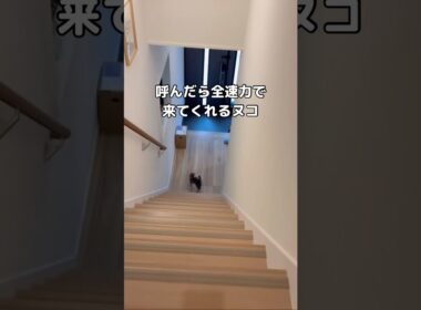 普段はストーカー気味に後をついてくる子猫。見失うとダッシュで寄ってくる🐱 #子猫 #ミックス猫 #shorts