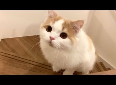 大きい尻尾をぷりぷりさせて階段を降りる猫が可愛い！