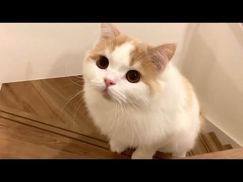 大きい尻尾をぷりぷりさせて階段を降りる猫が可愛い！