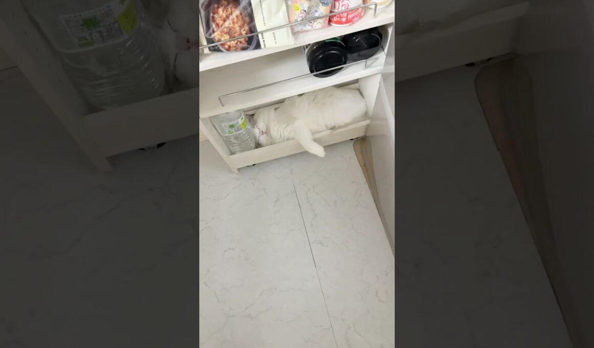 収納されてるラグドールの子猫が可愛すぎる‼️