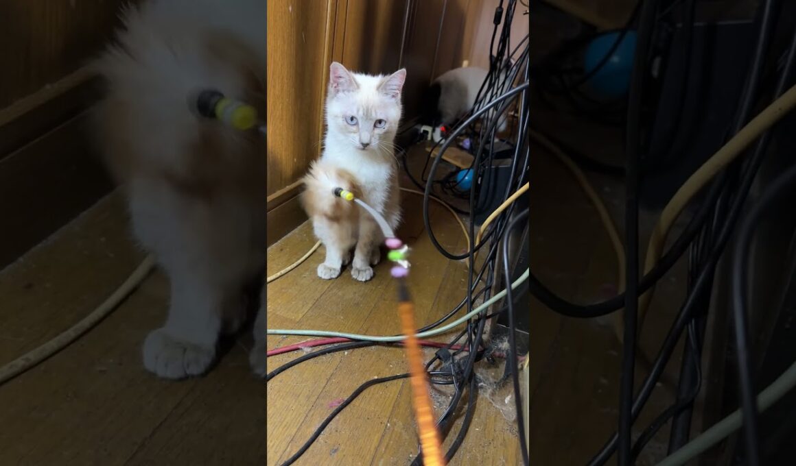 シャムの子ねこ２匹。AVラックの細い通路でのネコジャラシ。飽きたので、解散