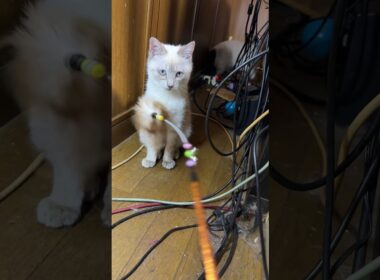 シャムの子ねこ２匹。AVラックの細い通路でのネコジャラシ。飽きたので、解散