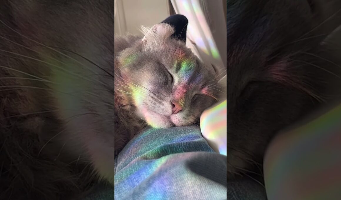 虹2 #ねこ動画 #アメリカンカール #catshorts