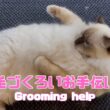 バーマン猫ラフ【毛づくろいお手伝い】Grooming help（バーマン猫）Birman/Cat