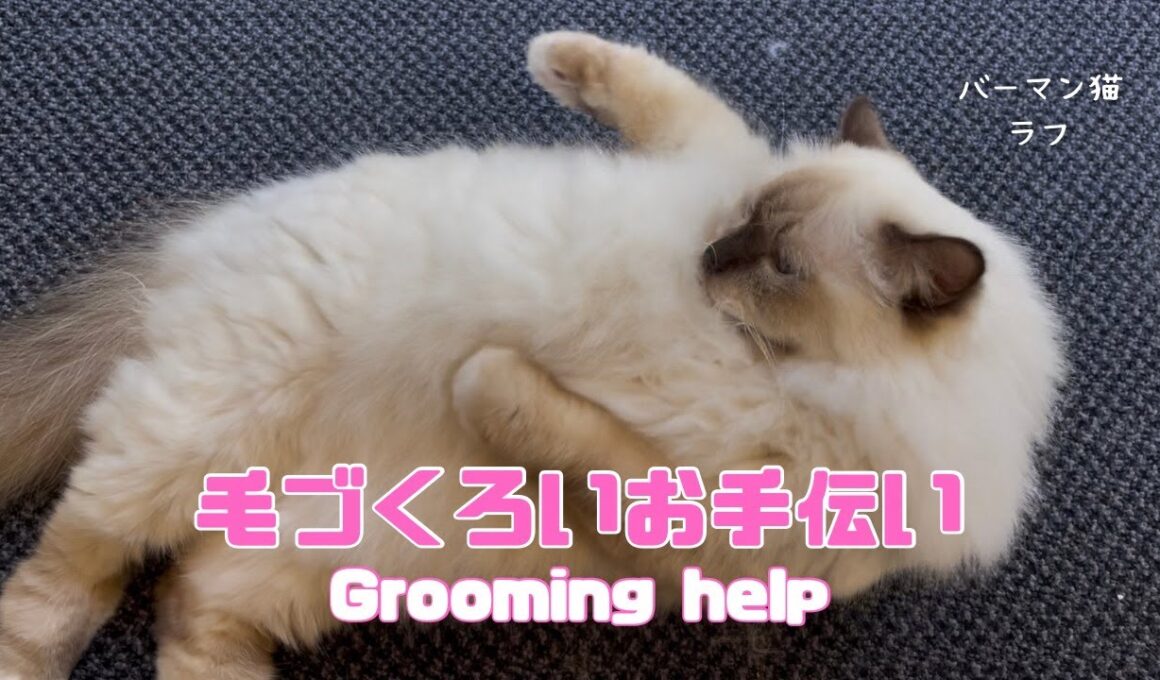 バーマン猫ラフ【毛づくろいお手伝い】Grooming help（バーマン猫）Birman/Cat