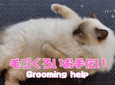 バーマン猫ラフ【毛づくろいお手伝い】Grooming help（バーマン猫）Birman/Cat