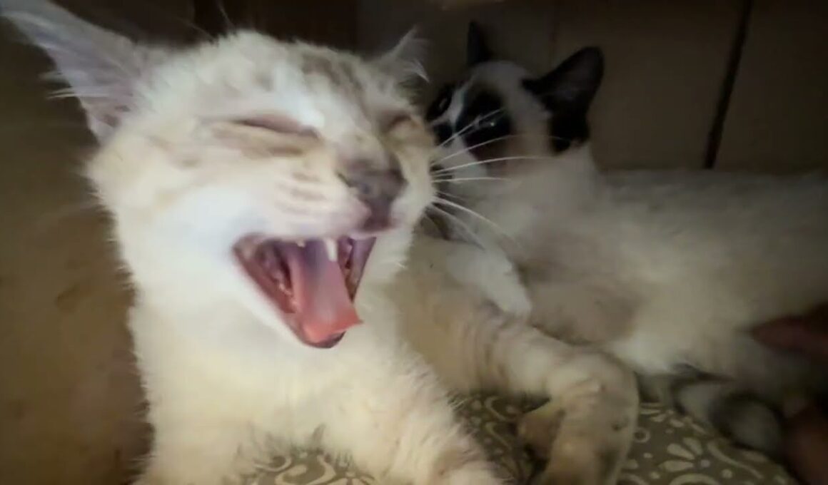 子ネコ３匹、段ボール箱の中。シャムの雫をナメナメする黒猫の黒夢に、身動き出来ずにいるシャムのパンダくん