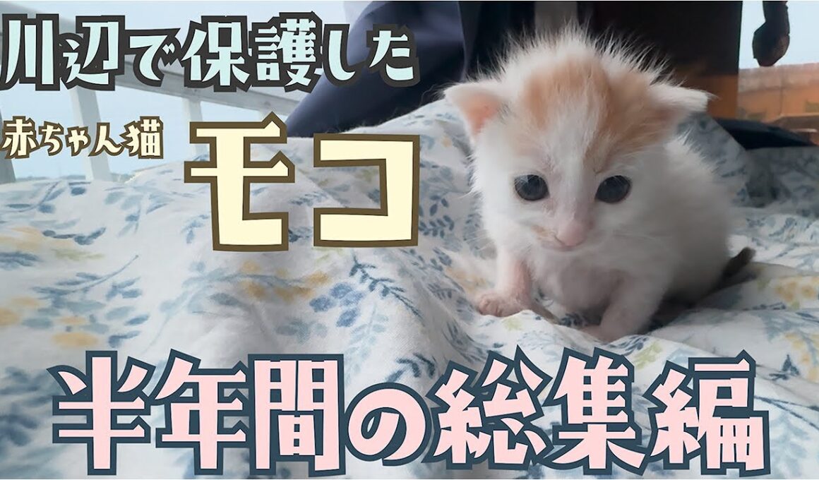 171 「猫を飼いたい方へ」 川辺で保護した子猫モコを通じて伝えたい命の重さと幸せ【半年総集編】