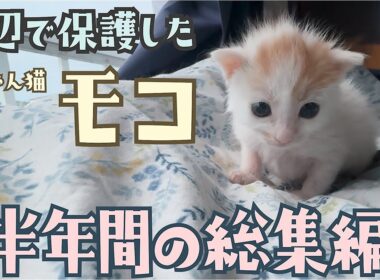 171 「猫を飼いたい方へ」 川辺で保護した子猫モコを通じて伝えたい命の重さと幸せ【半年総集編】