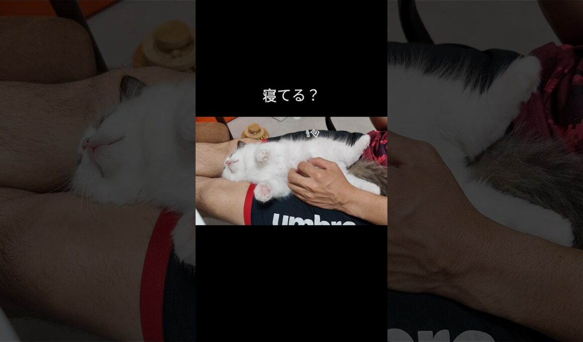 #shorts #ラグドール #子猫 #猫のいる生活 #甘えん坊猫 #ぬいぐるみ猫