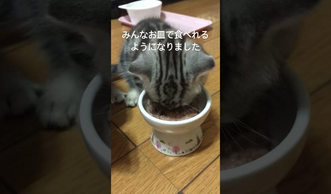 1列に並んでごはんの時間#アメリカンショートヘア#アメショ#子猫#猫の日常#cat#cats