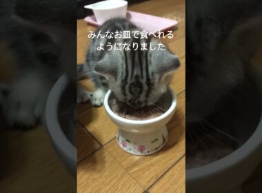 1列に並んでごはんの時間#アメリカンショートヘア#アメショ#子猫#猫の日常#cat#cats