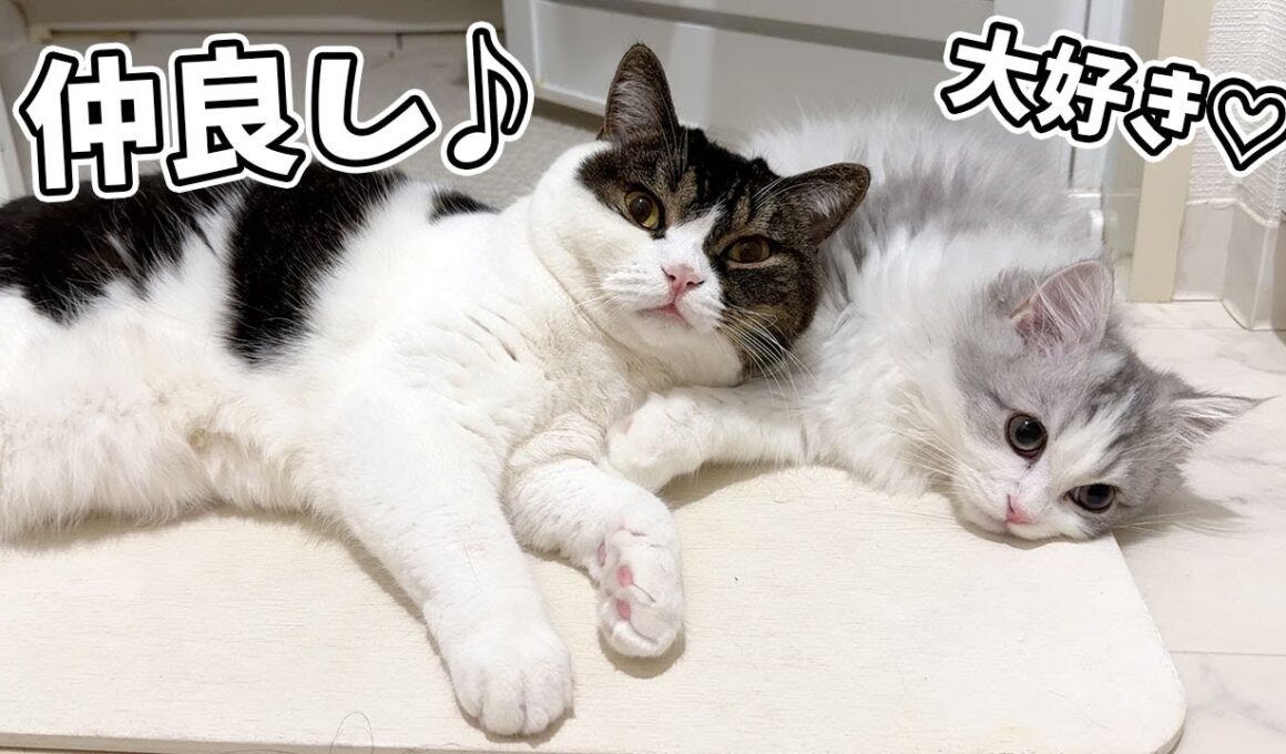 兄猫と喧嘩していた子猫が仲直りした結果、予想外の結果になりましたw