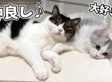 兄猫と喧嘩していた子猫が仲直りした結果、予想外の結果になりましたw