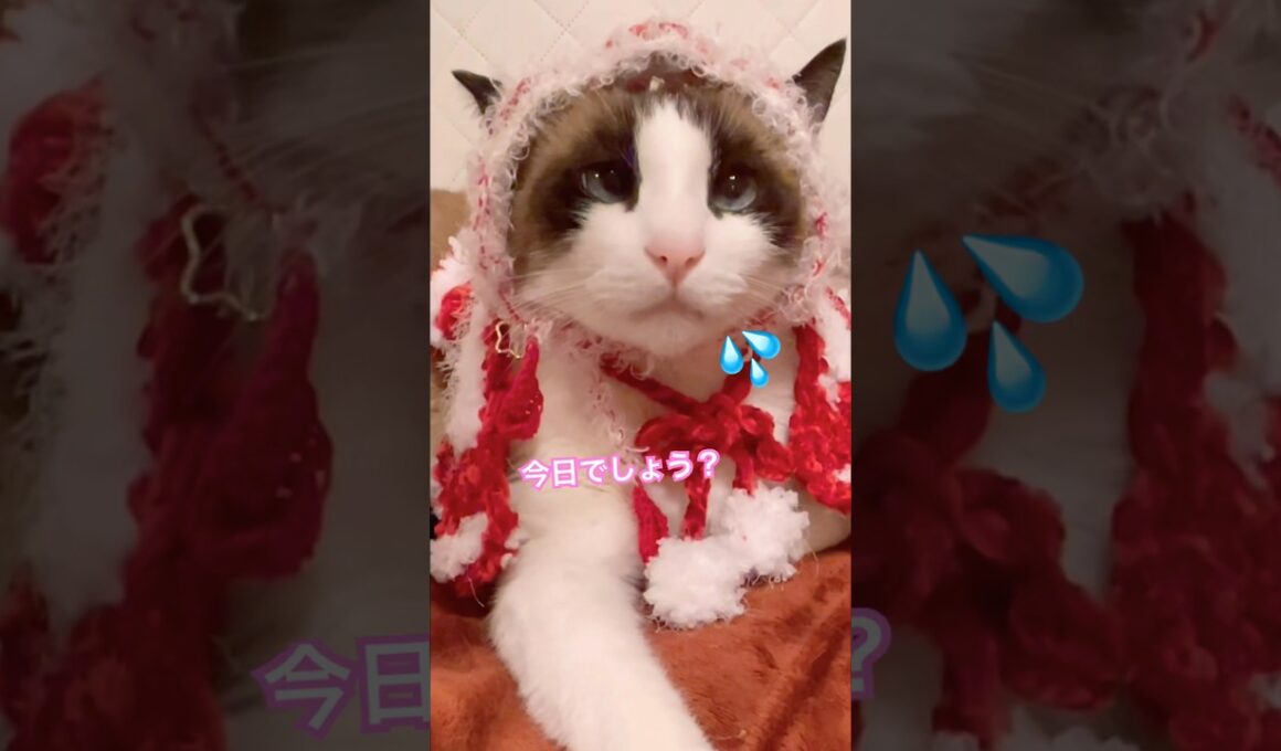 でも似合ってるから間違えてもいいかにゃ？ #cat #猫のいる暮らし #shorts