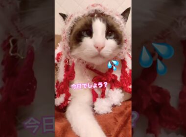 でも似合ってるから間違えてもいいかにゃ？ #cat #猫のいる暮らし #shorts