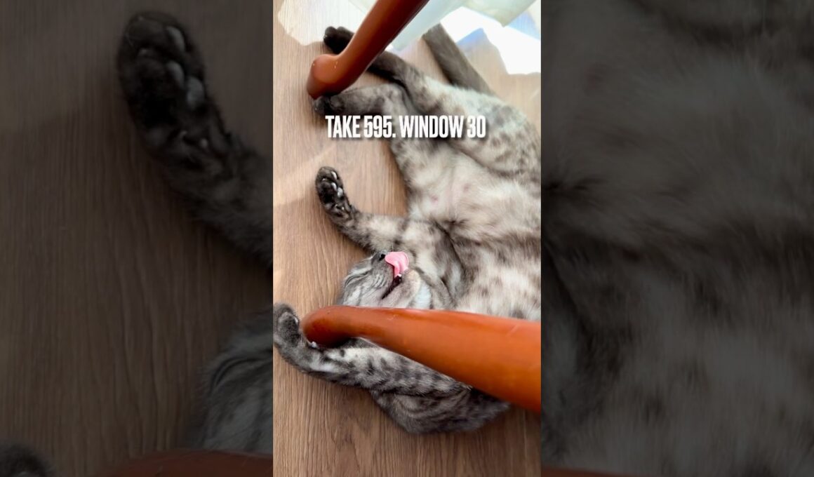 窓辺に #酔っ払い がって誰のことにゃ⁉️#egyptianmaucat #エジプシャンマウの仲間たち #眠り猫 #sleepingcat #リラックス猫 #shorts