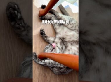 窓辺に #酔っ払い がって誰のことにゃ⁉️#egyptianmaucat #エジプシャンマウの仲間たち #眠り猫 #sleepingcat #リラックス猫 #shorts