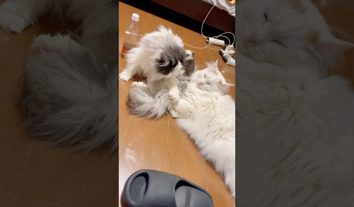 モコちゃんの臭ケツを耐えるおチビ #マンチカン #ラガマフィン