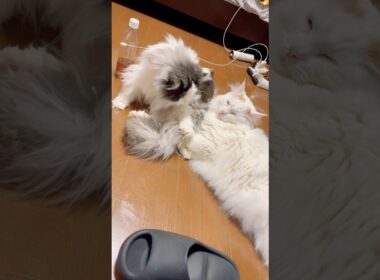 モコちゃんの臭ケツを耐えるおチビ #マンチカン #ラガマフィン