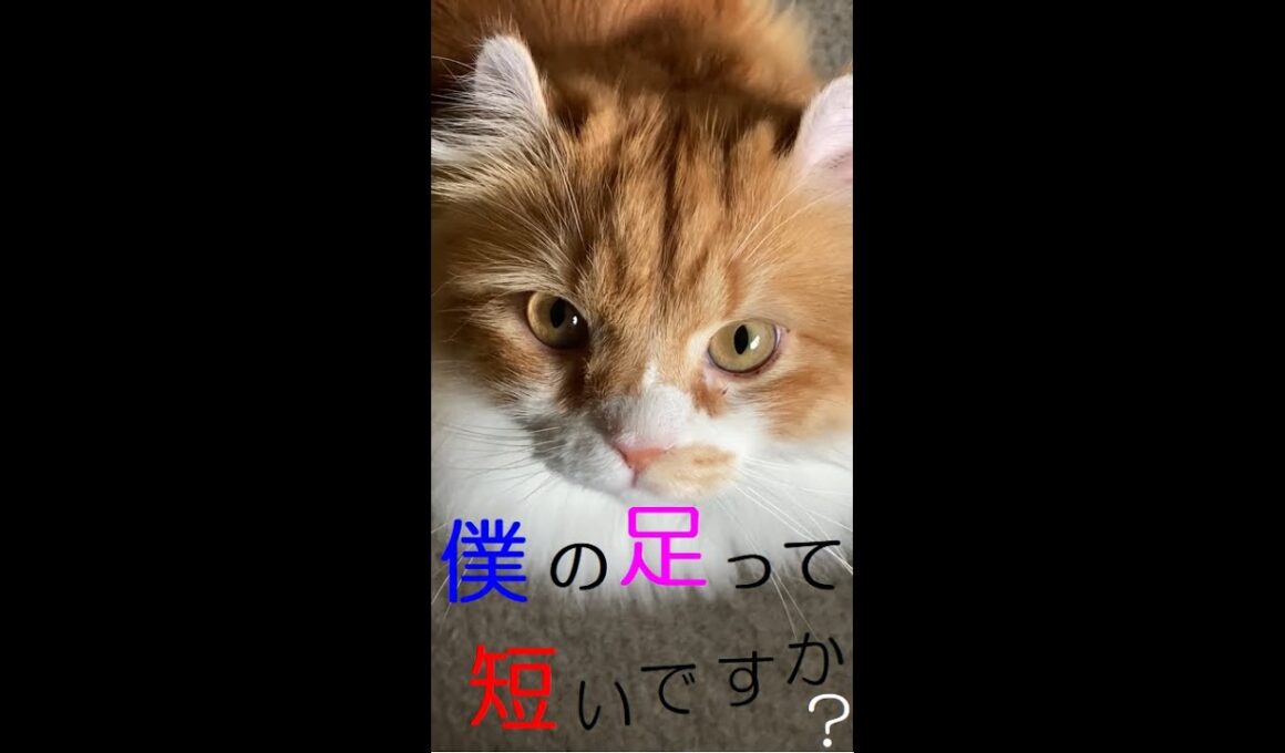 【アメリカンカール】僕の足って短いですか？