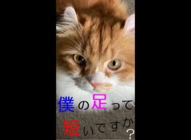 【アメリカンカール】僕の足って短いですか？