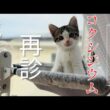 【猫の病気】保護した子猫にコクシジウム、再診に行ってきました