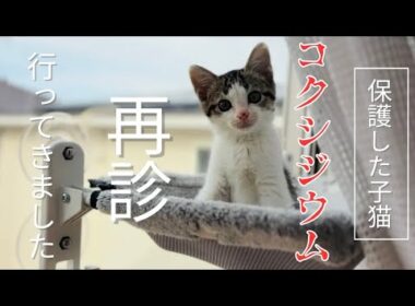 【猫の病気】保護した子猫にコクシジウム、再診に行ってきました