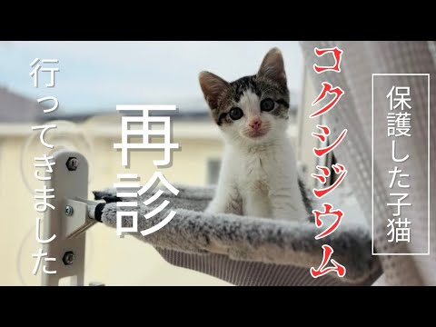 【猫の病気】保護した子猫にコクシジウム、再診に行ってきました