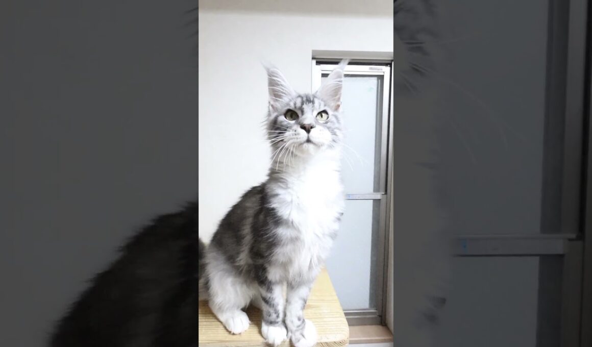 モリソン君はシルバーのハンサムメインクーン