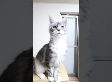 モリソン君はシルバーのハンサムメインクーン