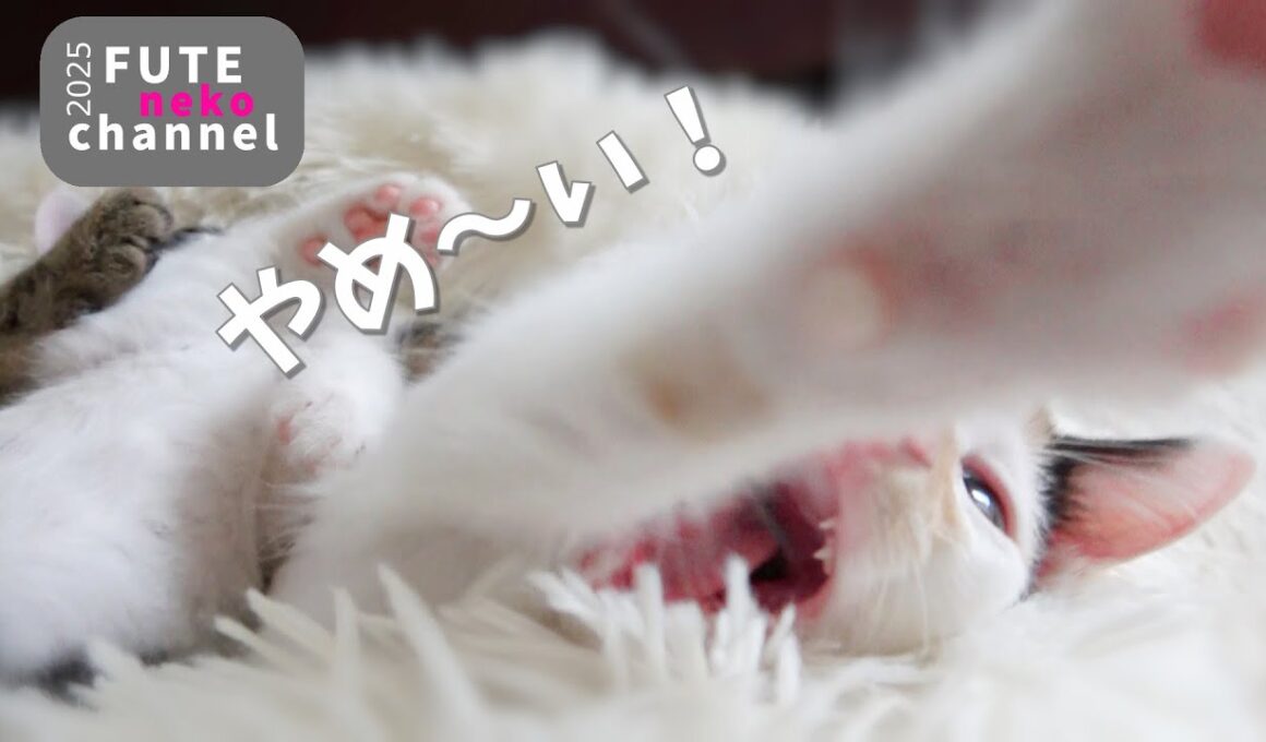 モフモフしたら念入りに毛繕いしだす子猫【保護子猫】