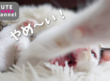 モフモフしたら念入りに毛繕いしだす子猫【保護子猫】