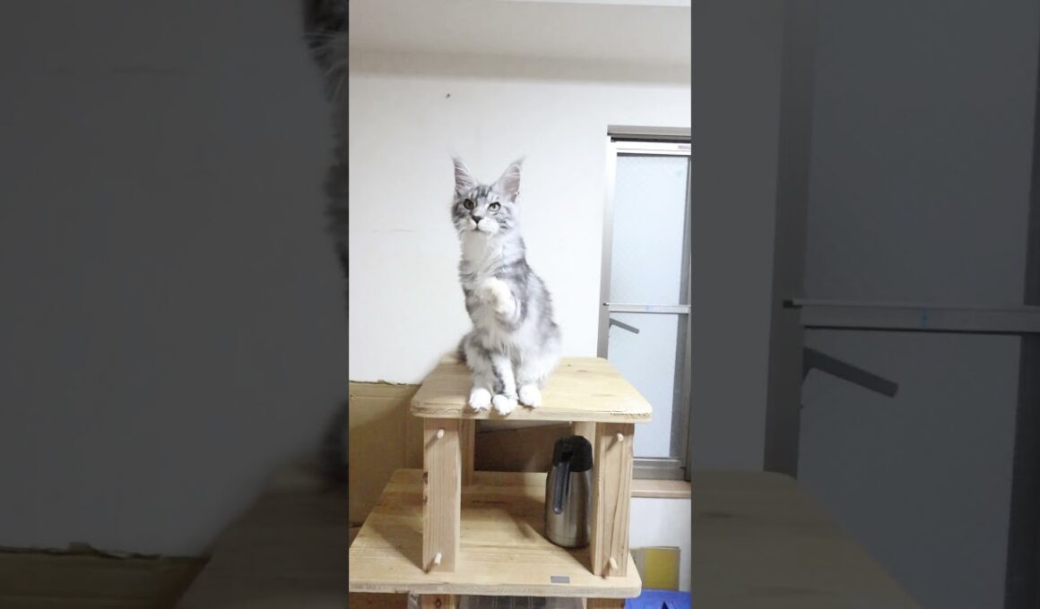 モリソン君はシルバーのハンサムメインクーン