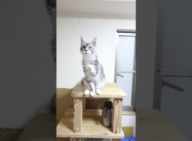 モリソン君はシルバーのハンサムメインクーン