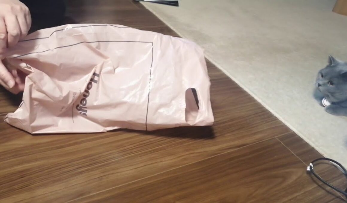 ブリティッシュショートヘアー　こむぎ　「袋の中へ飛び込み」の巻