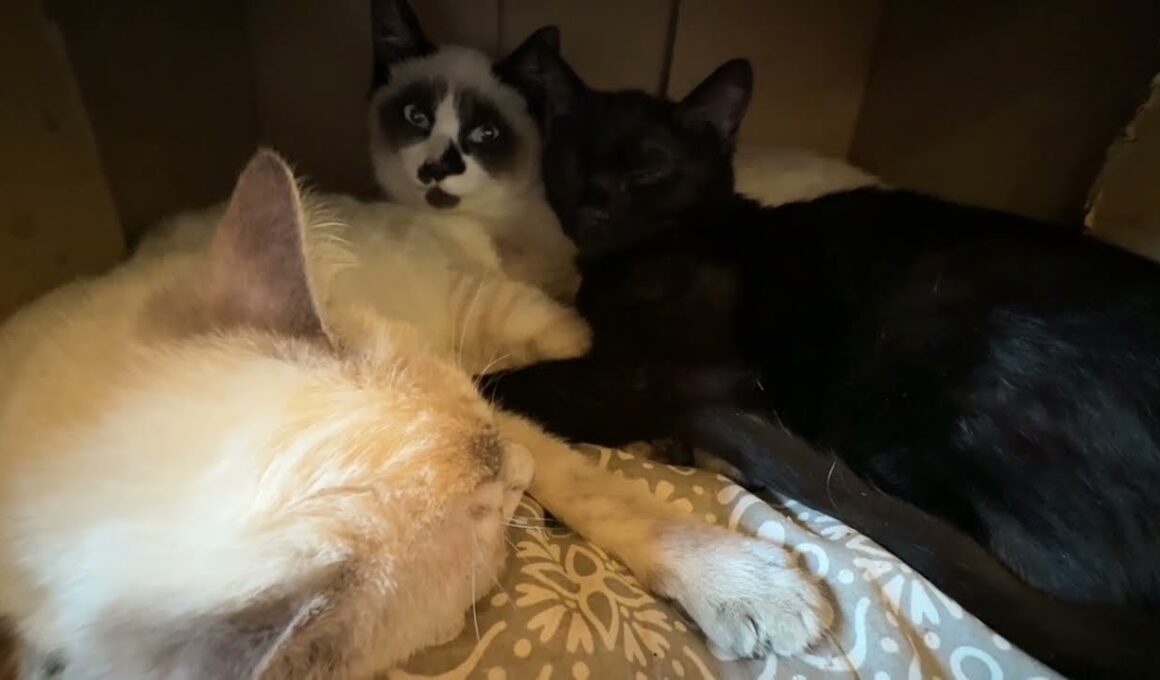 続・子ネコ３匹、段ボール箱の中。シャムの雫と黒猫の黒夢に身動き出来ずにいるシャムのパンダくん、どうしようとなる