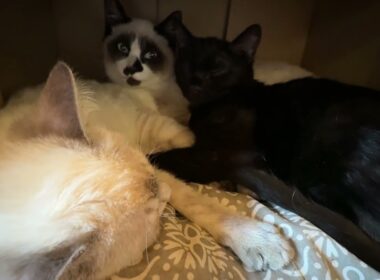 続・子ネコ３匹、段ボール箱の中。シャムの雫と黒猫の黒夢に身動き出来ずにいるシャムのパンダくん、どうしようとなる