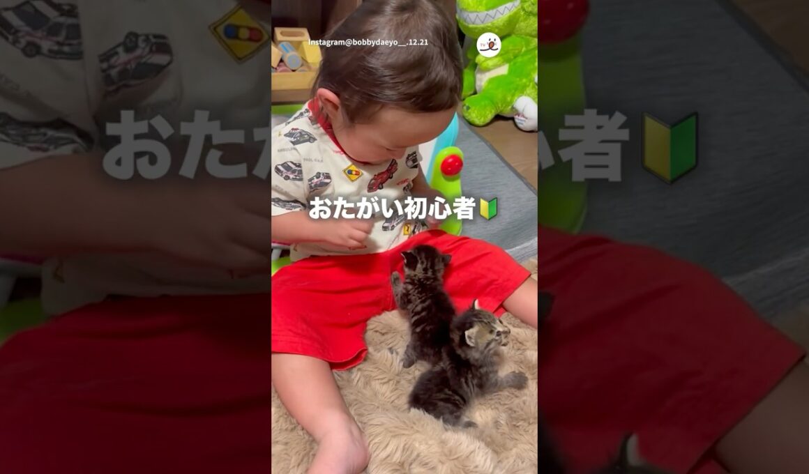 可愛い×可愛い×可愛い｜PECO