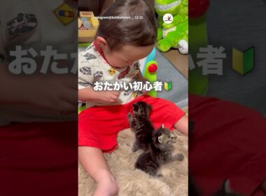 可愛い×可愛い×可愛い｜PECO