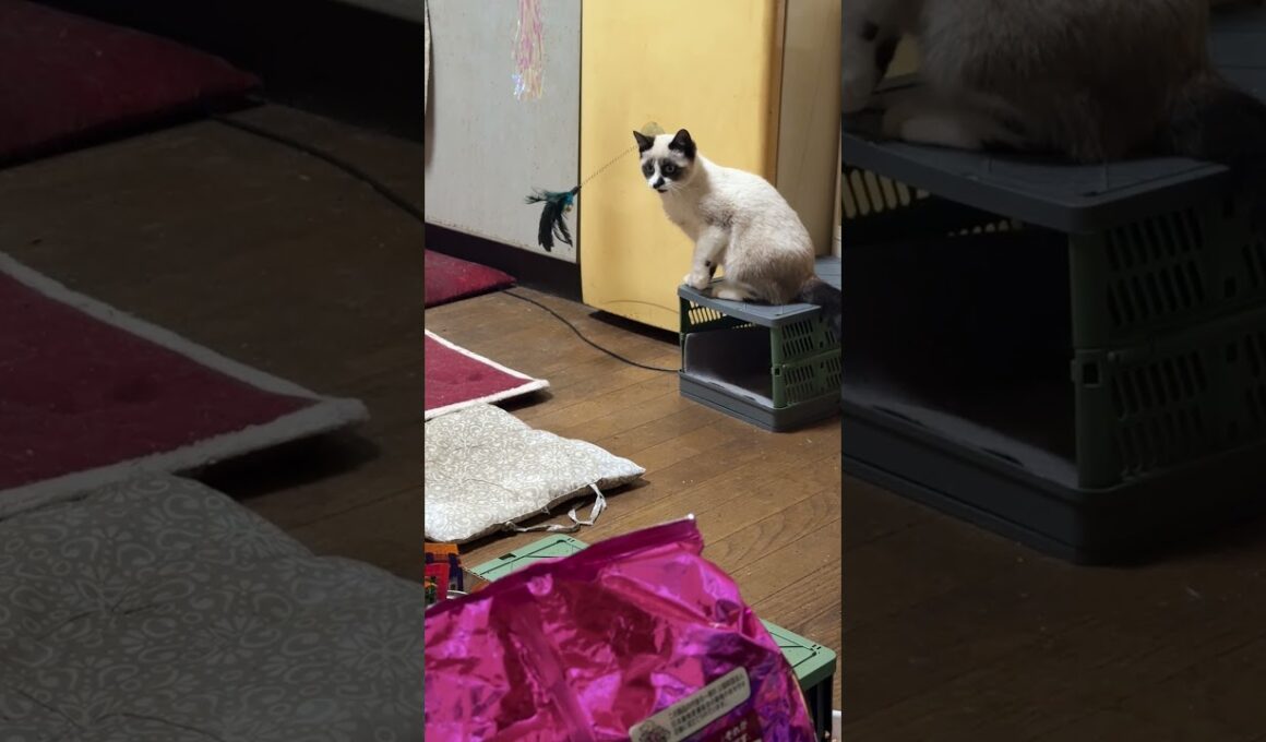 シャムの子ねこ雫「兄のパンダ。冷蔵庫に付けたネコジャラシで、じゃれるようになったよ」