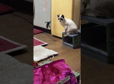 シャムの子ねこ雫「兄のパンダ。冷蔵庫に付けたネコジャラシで、じゃれるようになったよ」