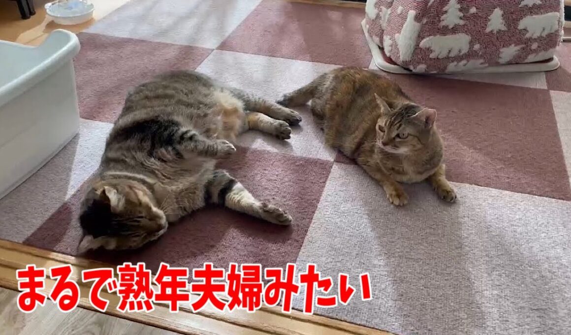 【日曜日なじゅDay】まったり園長宅の様子