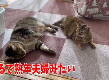 【日曜日なじゅDay】まったり園長宅の様子