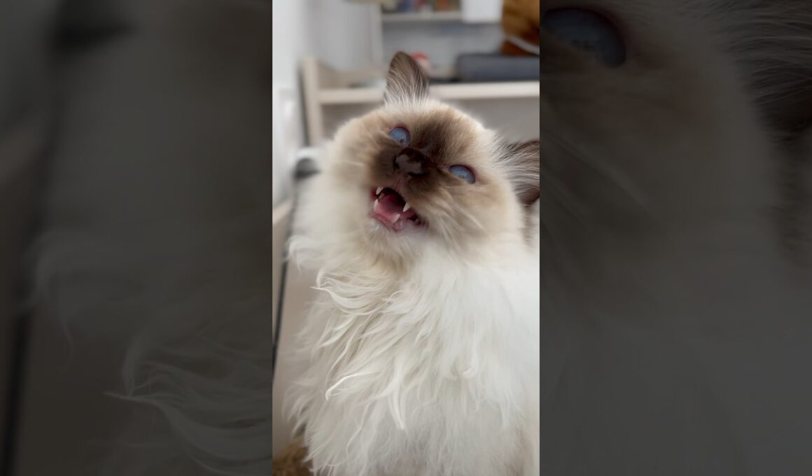 floofy Birman cat has an important message || ekekekkekkek