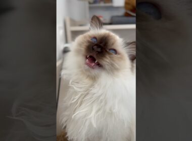 floofy Birman cat has an important message || ekekekkekkek