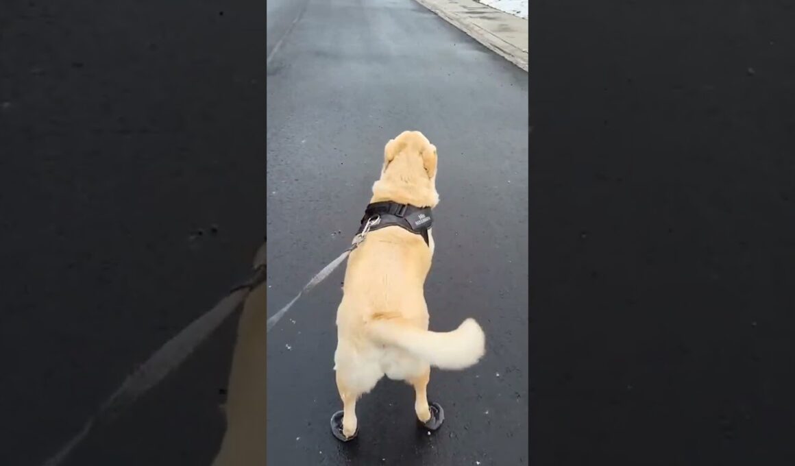 Hilarious Pup Walks Funny in Snow Shoes! #Dogs #Snow #Shorts