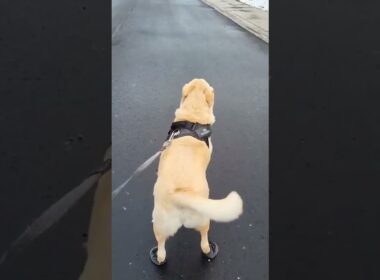Hilarious Pup Walks Funny in Snow Shoes! #Dogs #Snow #Shorts
